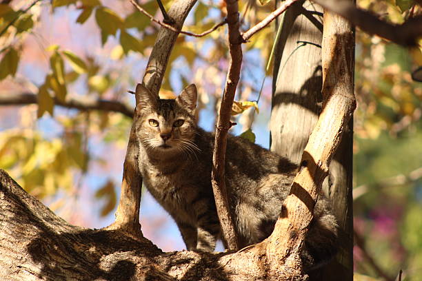 These photos were taken naturally and casually, during a morning walk. There are a variety of elements, textures, insects, colors, and animals. They are all part of a whole that lives in San Isidro, Argentina.