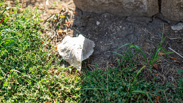 istock Light-Colored Dry Leaf Partially Sunlit and Partially Shaded 2238871935