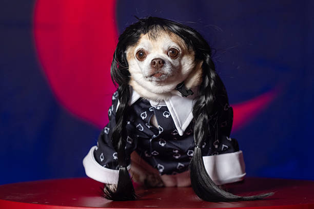 istock Chihuahua in Gothic-Inspired Black Outfit 2238873186