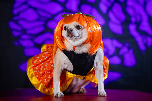istock Chihuahua in Orange Wig and Candy Corn Costume 2238873237