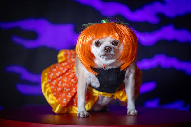 istock Chihuahua in Orange Wig and Candy Corn Costume 2238873268