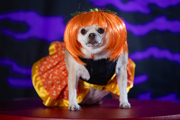 istock Chihuahua in Orange Wig and Candy Corn Costume 2238873276