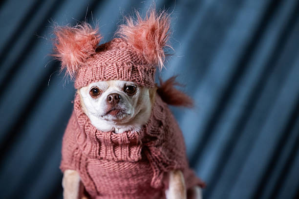 istock Chubby Chihuahua in Pink Turtleneck and Fluffy Hat 2238874165