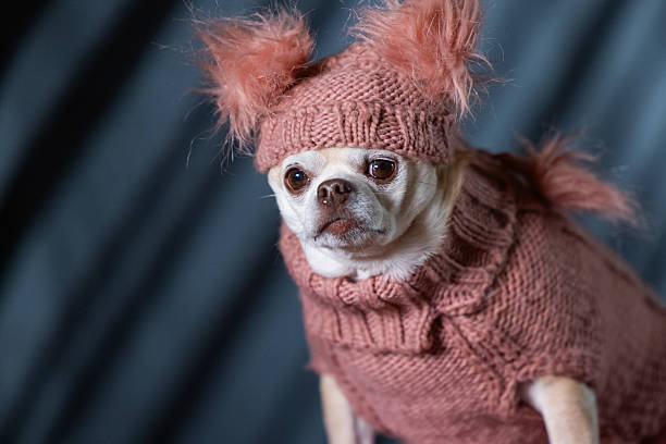 istock Chubby Chihuahua in Pink Turtleneck and Fluffy Hat 2238874180
