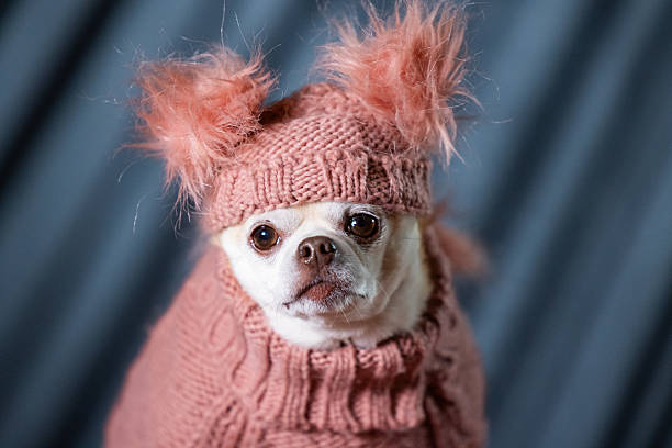 istock Chubby Chihuahua in Pink Turtleneck and Fluffy Hat 2238874261