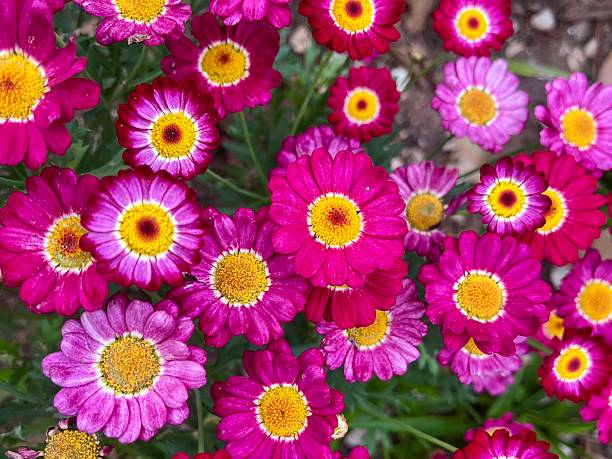 A large group of colorful daisies