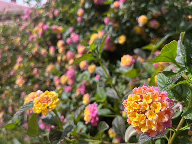 A large group of colorful Lantana Flowers