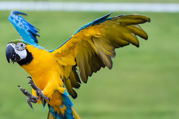 istock Blue and gold macaw parrot fly with natural green background. 2238875198