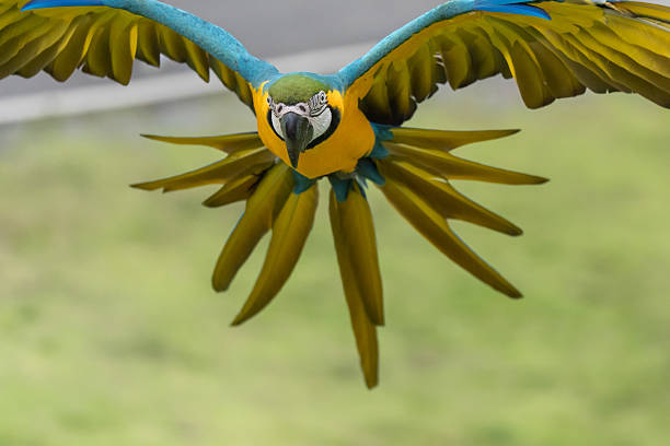 istock Blue and gold macaw parrot fly with natural green background. 2238875383