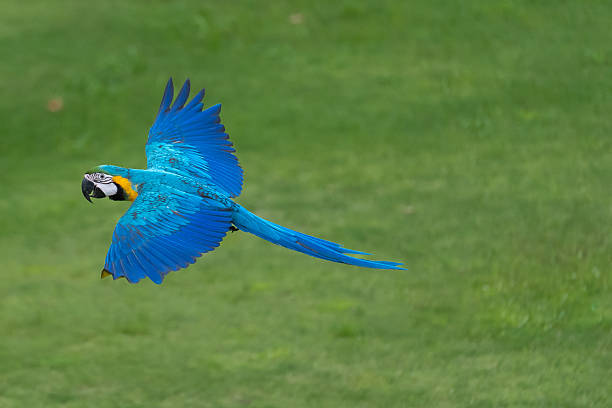 istock Blue and gold macaw parrot flying with natural 2238875387