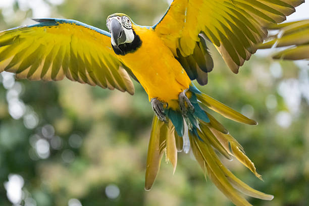istock Blue and gold macaw parrot flying with natural green background. 2238875642