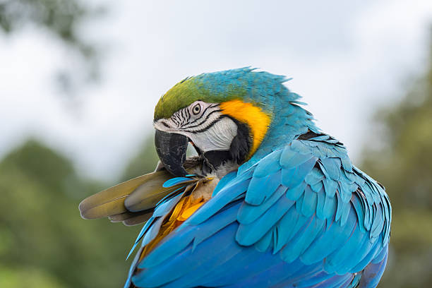 istock Blue and gold macaw parrot with natural green background. 2238876195