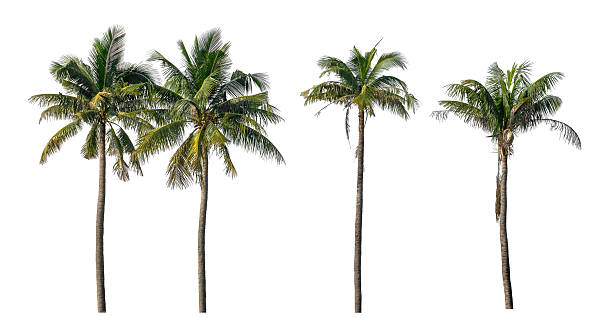 istock Group of coconut trees on white background 2238876304