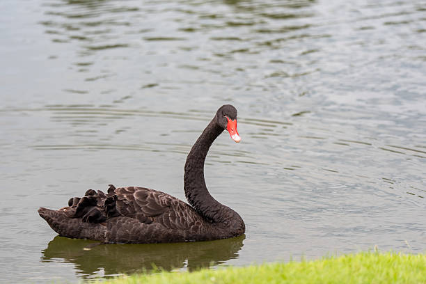 Black Swan swims on the water in a park, China