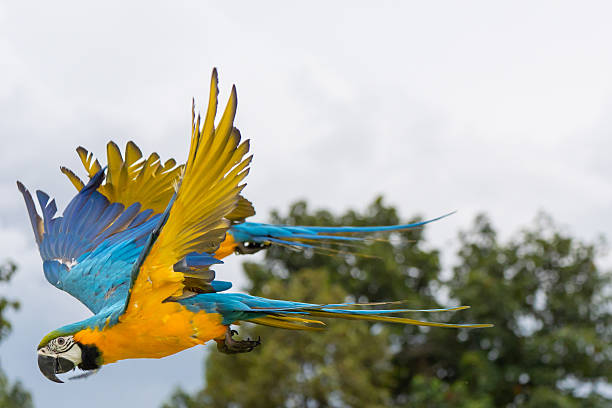 istock Blue and gold macaw parrot fly with natural green background. 2238876819