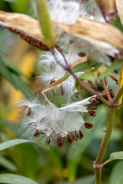 istock Flossy swamp milkweed seeds 2238879874