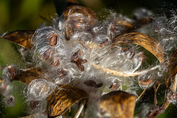This image shows a macro abstract texture view of ripened swamp milkweed (asclepias incarnata) pods bursting with flossed seeds.