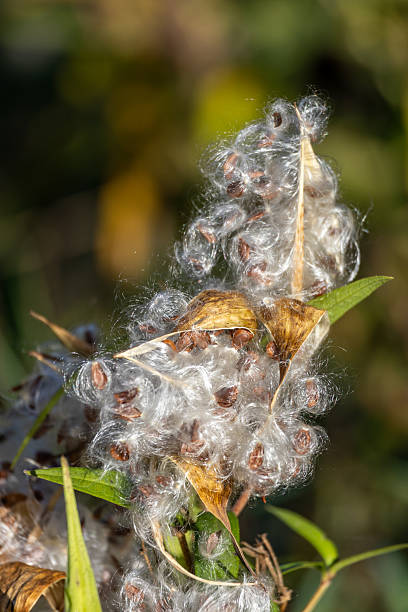 istock Flossy swamp milkweed seeds 2238879888