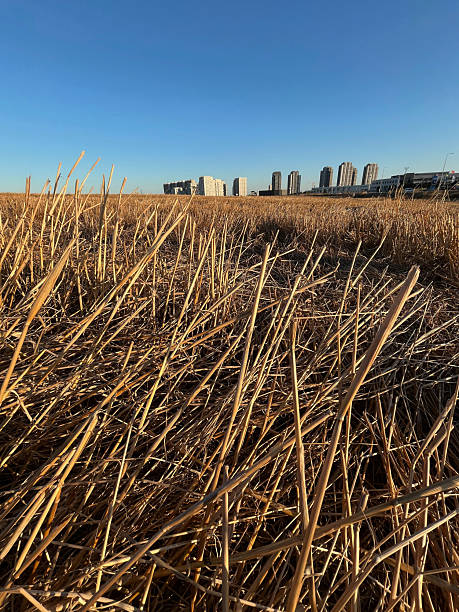 istock Dry reeds behind residential buildings 2238880044