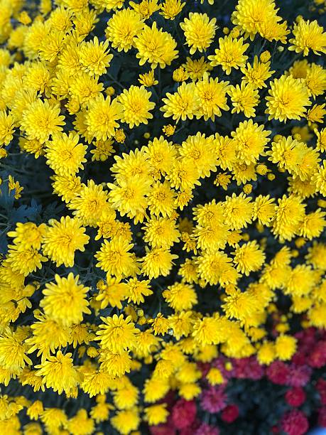 istock A bright yellow chrysanthemum in the fall 2238880150