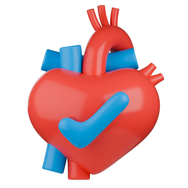 3D medical illustration of a human heart with blue checkmark symbol on it, represents cardiac health, a successful heart checkup, cardiology and heart disease prevention.