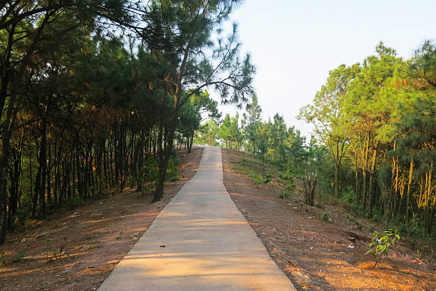 Road to Pinus kesiya forest, in Vietnam