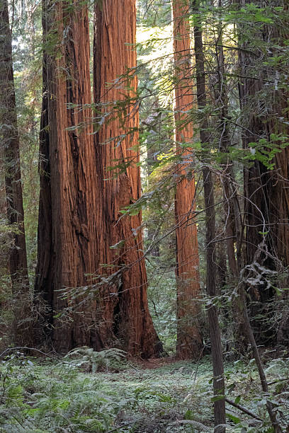 istock Muir Woods National Park Redwoods 2238882571