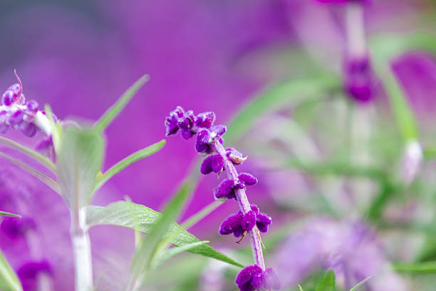 istock Beautiful Lavender Flower with Blur Background 2238882650