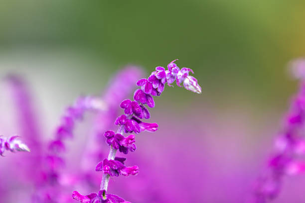 Freshness lavender flower at lavender field, Berastagi, Karo Regency, North Sumatera