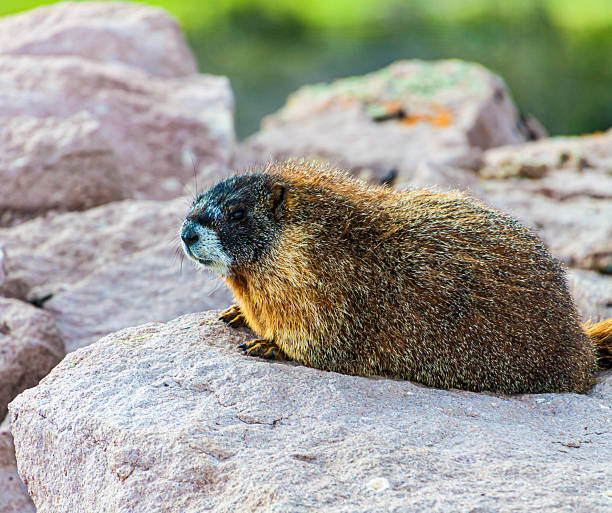 Yellow-bellied Marmot on Brian Head Peak,