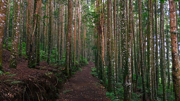 istock Natural forest pathway among tall trees, peaceful outdoor walking trail surrounded by greenery. 2238884239