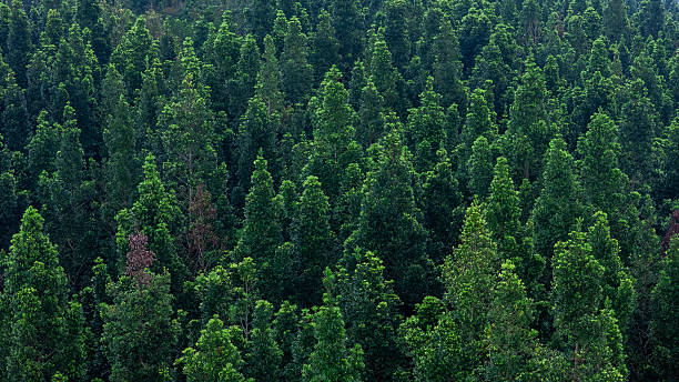 istock Aerial dense tree forest canopy symbolizing biodiversity, eco sustainability, and environmental care. 2238884260