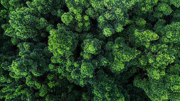 istock Green forest top view for reforestation, net zero, and eco friendly sustainability themes. 2238884339
