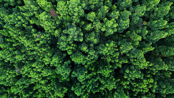 istock Dense green tree canopy aerial shot symbolizing net zero and carbon footprint reduction. 2238884343