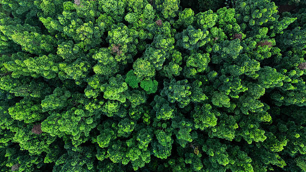 istock Aerial view of evergreen forest trees highlighting net zero emissions and environment goals. 2238884345