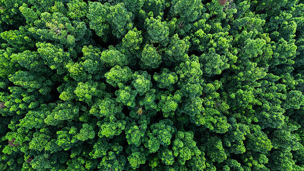 istock Forest trees canopy seen from above for climate change, net zero, and reforestation. 2238884370