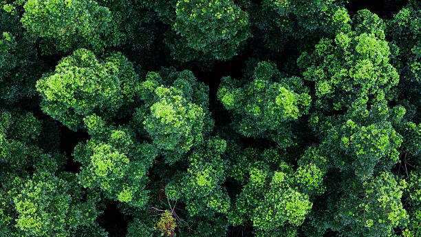 istock Aerial forest trees symbolizing carbon offset, sustainability, and climate care themes. 2238884387
