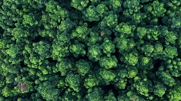istock Dense green forest aerial top view showcasing environmental care and net zero future. 2238884399