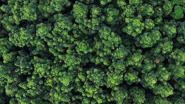 istock Green forest top view promoting sustainability, carbon offset, and eco future concepts. 2238884440