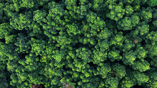 istock Green forest treetops from above for net zero, climate change, and reforestation ideas. 2238884458