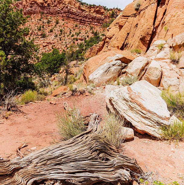 Vermilion Colored Cliffs and Sandstone Boulders on The Bunting Trail, Kanab, Utah, USA