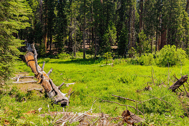 Giant Dead Sequoia Tree Trunk Laying In Green Meadow, Dead Giant Loop Trail, Kings Canyon National Park, California, USA