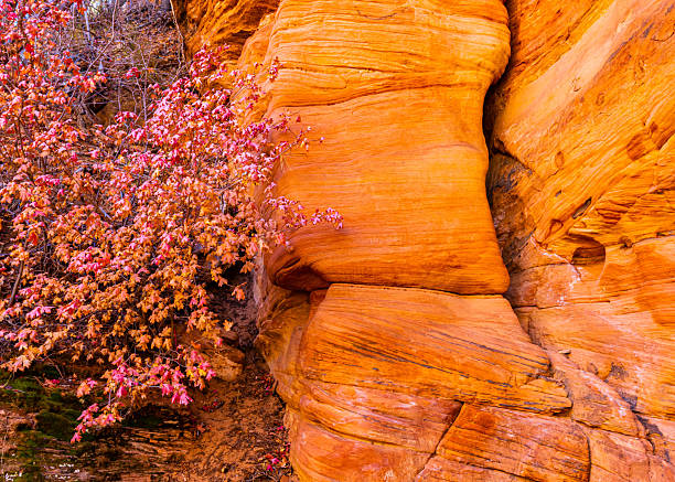 Fall Color in The Pine Creek Gorge, Zion National Park, Utah, USA