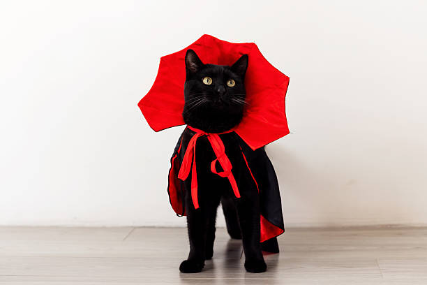 Halloween holiday theme. A cat in a Dracula costume. Humor.