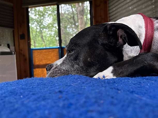 istock Large black and white rescue dog resting on a blue blanket 2238886437
