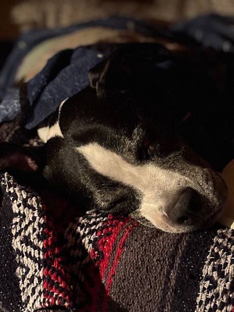 istock Large black and white rescue dog sleeping on a cozy blanket 2238886438
