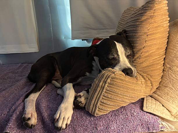 istock Large black and white rescue dog sleeping on a large pillow 2238886447