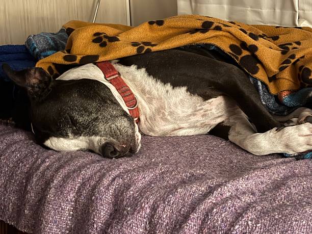 istock Large black and white rescue dog sleeping on cozy blanket 2238886450