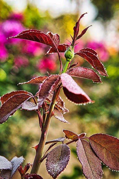 Rosebud with fresh new leaves