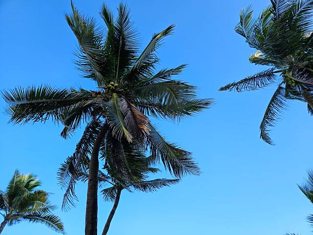 istock Coconut palm trees against a bvlue sky 2238890730